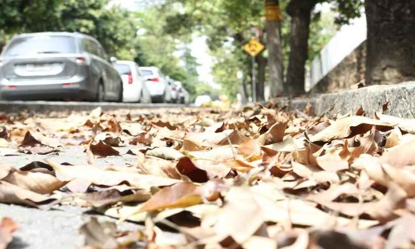 Com fim do inverno, folhas secas lotam as ruas de Belo Horizonte - Edesio Ferreira/EM/D.A Press