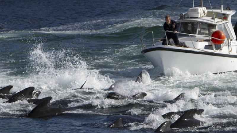 Revolta após matança de 1.400 golfinhos em um dia na Europa - Getty Images