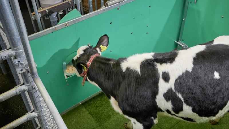 Mudanças climáticas: cientistas treinam vacas para usar banheiro contra aquecimento global