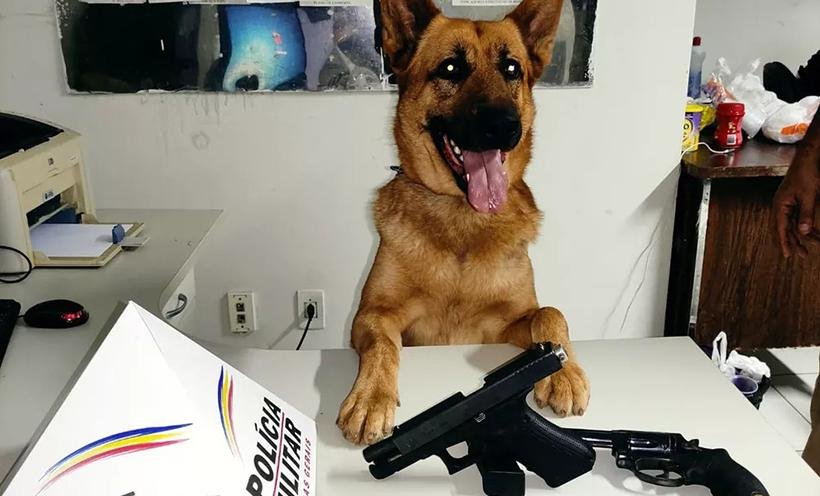 Polícia Militar apreende mais de 1.000 armas de fogo no Vale do Aço - Divulgação/12ª RPM