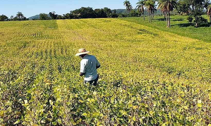Soja desponta em Minas, com bom desempenho de novas áreas, como Abaeté - Emater/Divulgação