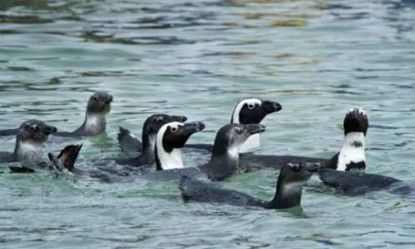 Mais de 60 pinguins picados por abelhas morrem na África do Sul - AFP/Arquivo 