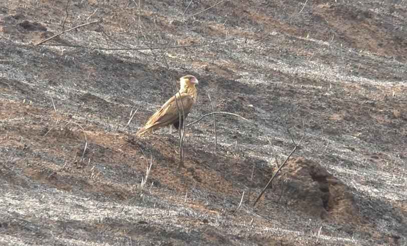No Dia da Árvore, 2 mil mognos podem ter sido queimados em incêndio - Super Canal Caratinga