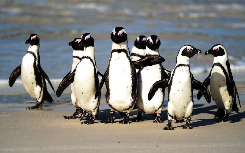 Pinguins ameaçados de extinção são mortos por enxame de abelhas - AFP