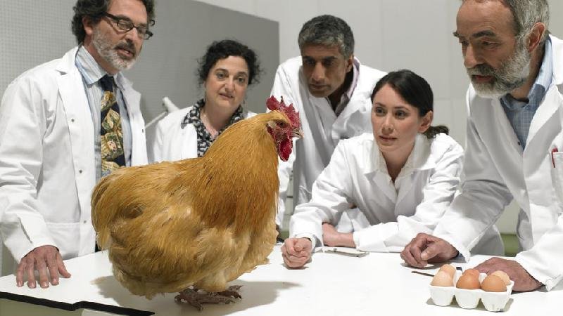 Cientistas dizem ter descoberto a 'fórmula matemática da forma dos ovos' - Michael Blann / Getty