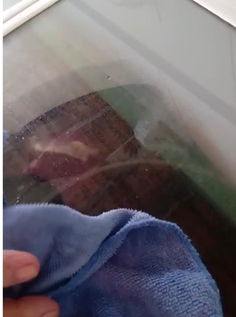 Bombeiros resgatam lontras presas em máquina de lavar; veja o vídeo - Moradores da residência