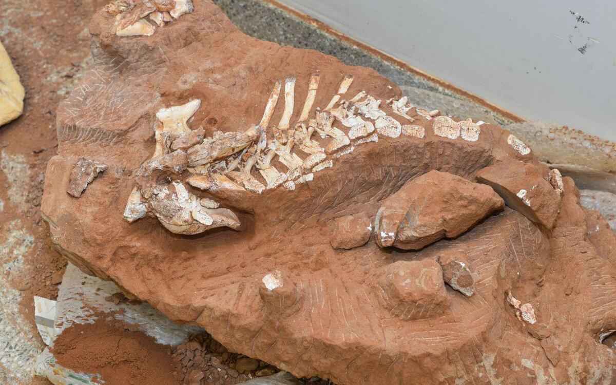Fóssil de dinossauro de 125 milhões de anos pode ter DNA, dizem cientistas - Valter Campanato/Agência Brasil