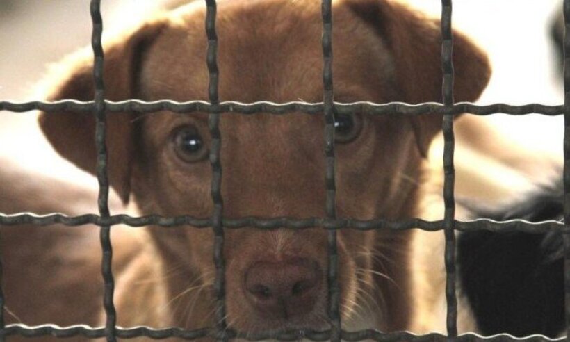 'Carrocinha' de cães e gatos pode finalmente ser proibida; entenda  -  Viola Júnior/Esp.CB