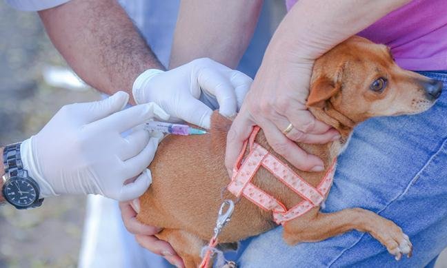 Veja onde Araxá vacina cães e gatos de graça a partir de segunda (4/10) - Prefeitura de Araxá/Divulgação