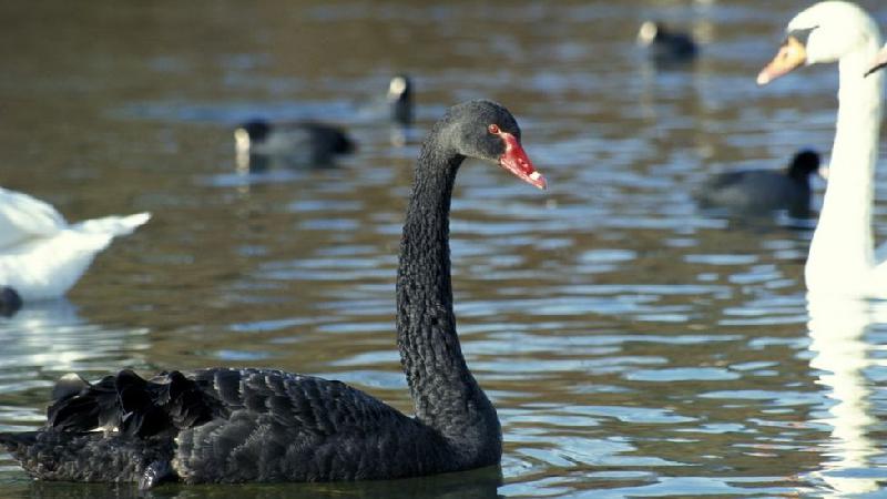 Como ciência tenta prever os eventos 'cisnes negros' - Getty Images