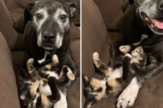 Cachorro acha que família adotou um gato só para ele - Reprodução / Instagram