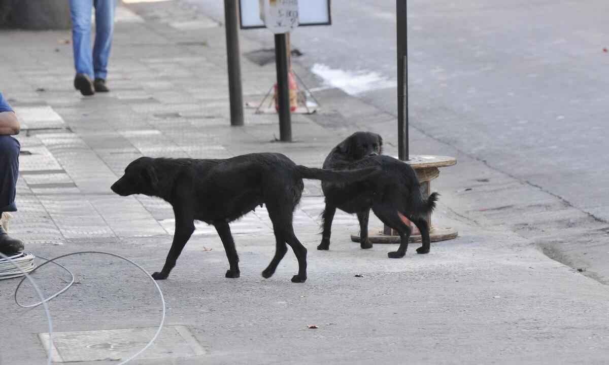 Novo 'normal' alerta para número de animais abandonados em BH - Jair Amaral/EM/D.A Press