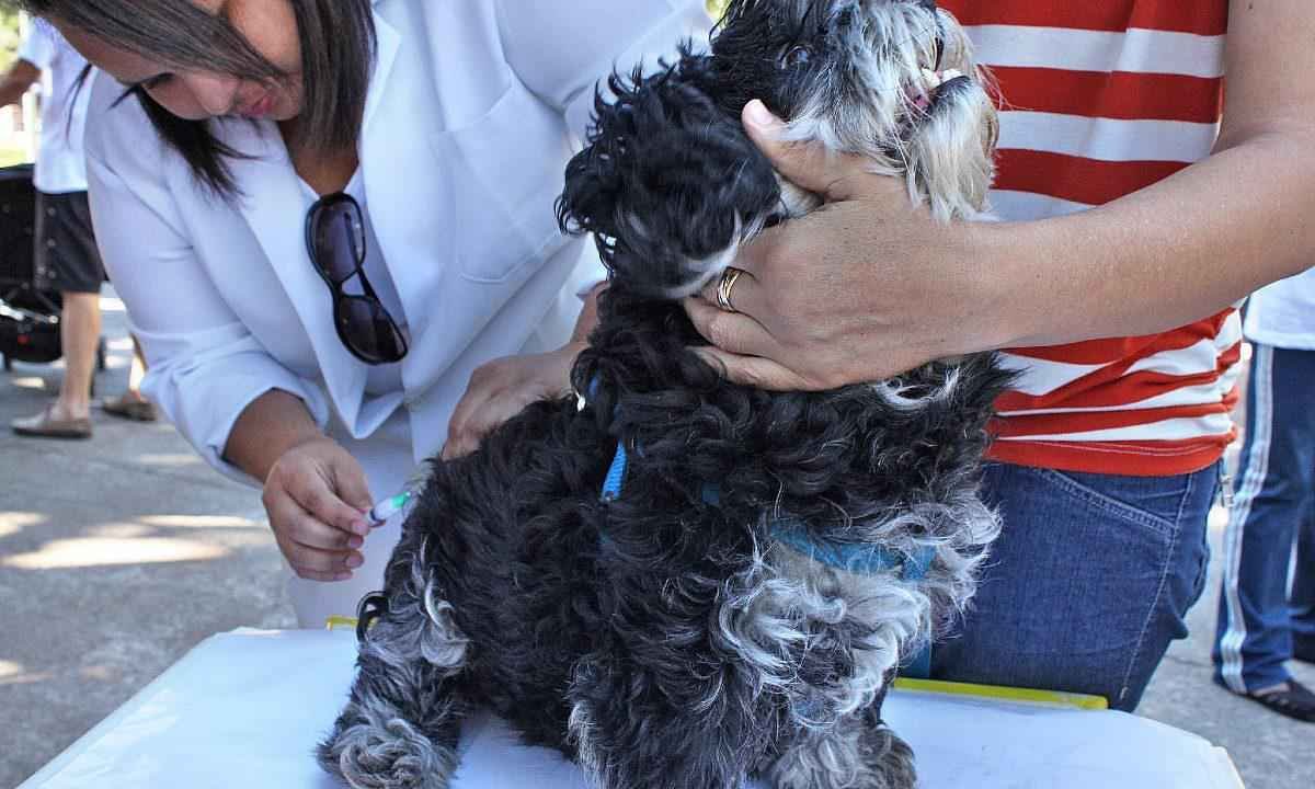 Veja onde vacinar seu cãozinho e gato, de graça, contra raiva em BH - Márcio Martins/PBH