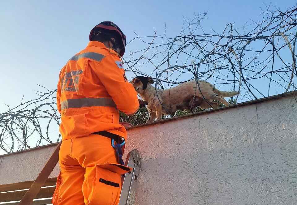 Bombeiros resgatam cão que 'escalou' muro e ficou preso em concertina - CBMG/Divulgação