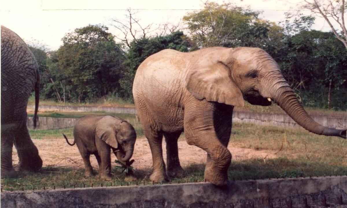 Elefanta Beré morre no Zoológico de BH, aos 46 anos - Arquivo EM/D.A Press - 13/06/1992 