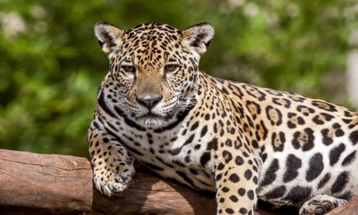 Onça pintada Pytu morre no Zoológico de BH - LEONARDO MERCON / SHUTTERSTOCK.COM