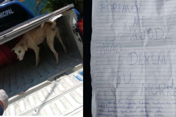 Cadela é encontrada com bilhete: 'Não me deixe morrer' - Guarda Municipal de Aquiraz/Reprodução