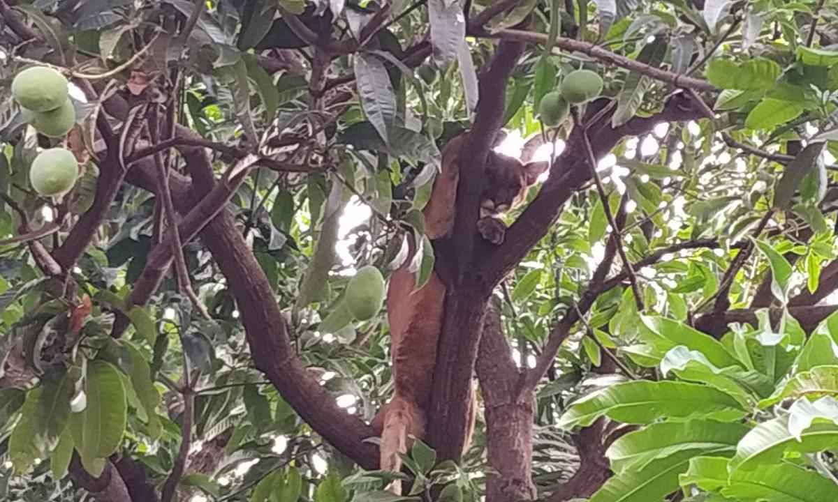 Onça é encontrada em árvore no quintal de casa em Uberlândia; veja - Divulgação/CBMMG