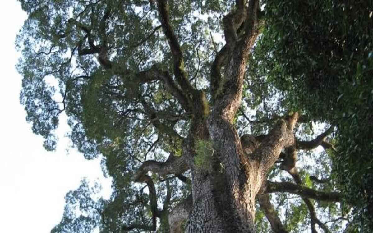Árvore mais antiga do Brasil está em São Paulo e agora pode ser visitada - Divulgação