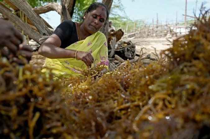 Na Índia, mulheres impulsionam cultivo de alga 'ecomilagrosa' - Arun SANKAR / AFP
