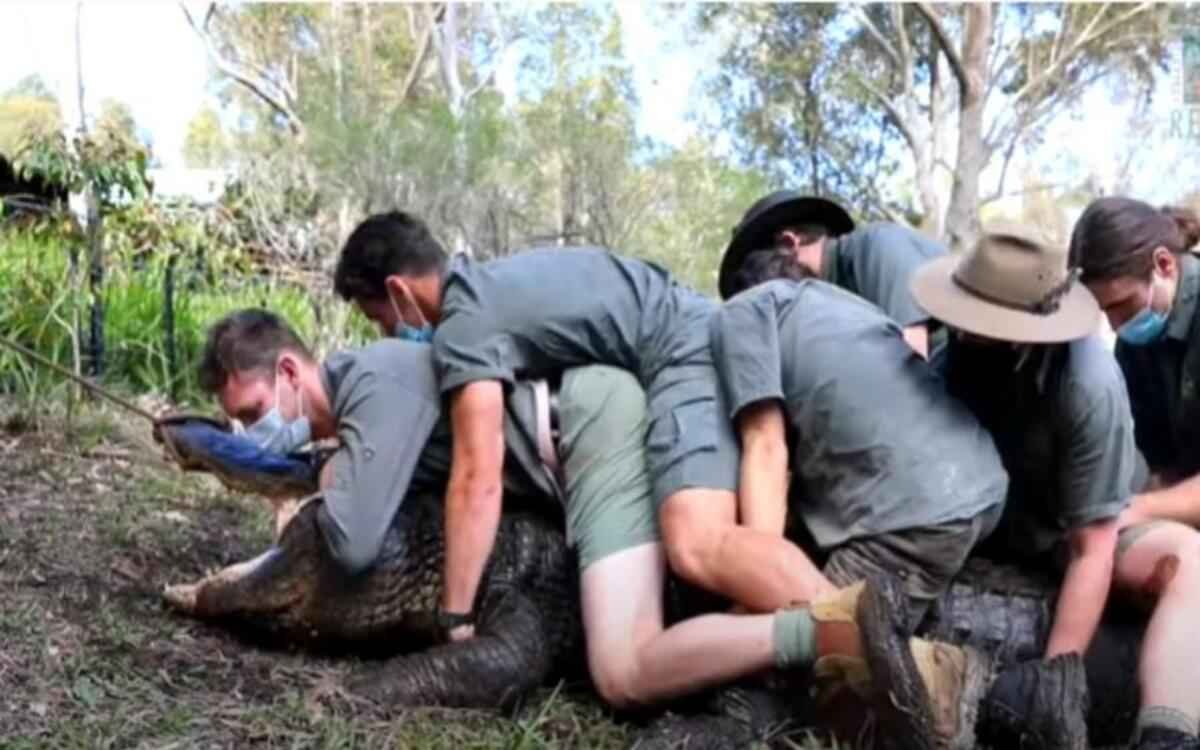 Jacaré 'viciado em sexo' é contido por 12 homens em zoo da Austrália - Reprodução/Internet