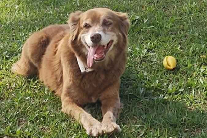 Bob Coveiro: morre cachorro que vivia em cemitério desde enterro da dona - Facebook/Reprodução