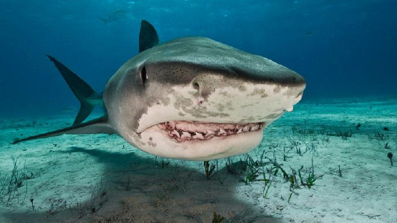 Mudanças climáticas: a inesperada forma com que os tubarões podem ajudar - Getty Images