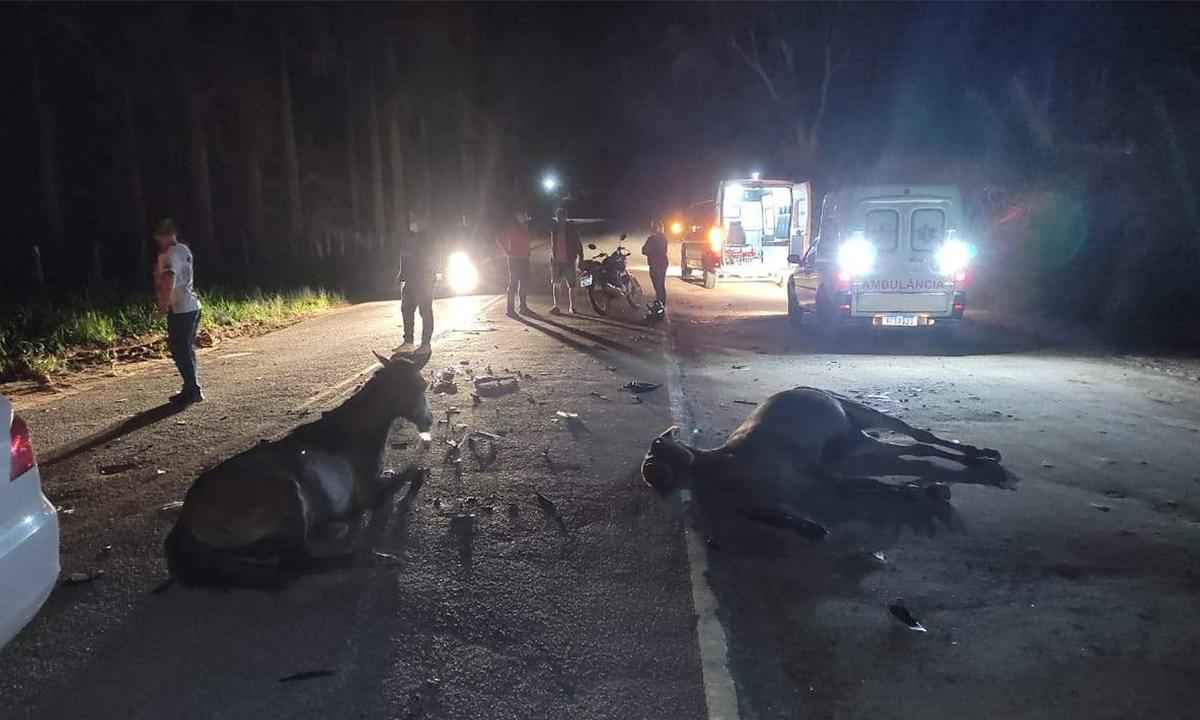 Cavalos soltos na pista provocam dois acidentes na MG-111 - Jailton Pereira Portal Caparaó