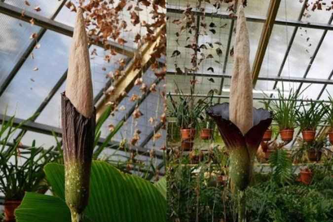 ''Planta pênis'' floresce pela primeira vez em mais de 20 anos na Holanda - Hortus botanicus Leiden/Instagram/Reprodução