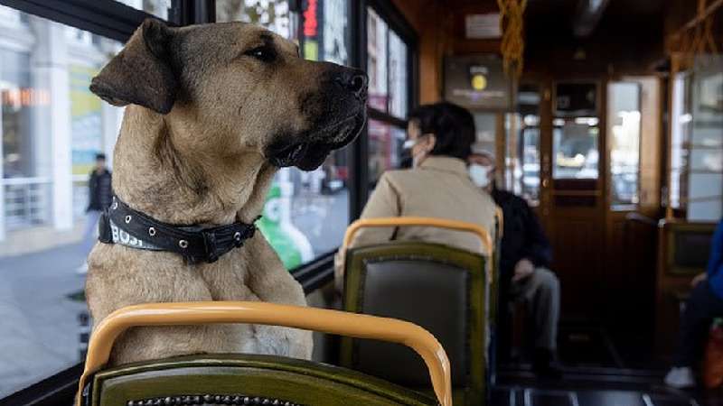 O cachorro que viralizou por aprender a usar ônibus, bonde, metrô e balsa  - Getty Images