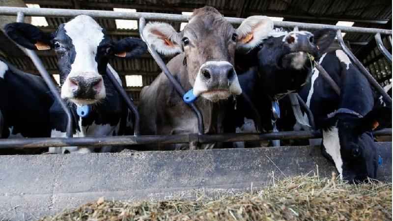 Como a carne virou 'vilã' em mudança climática e entrou na mira da COP26 - REUTERS/Regis Duvignau