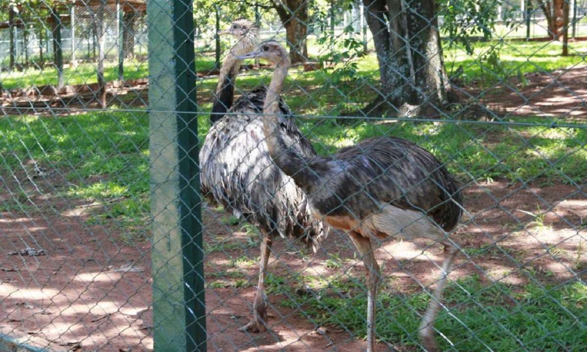 Zoológico Municipal de Uberlândia é reaberto para visitação - Cleiton Borges/Secom/PMU