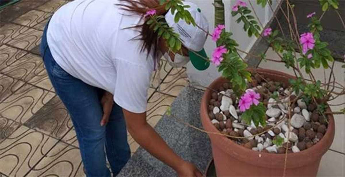 Sete Lagoas em situação de alerta para risco de infestação do Aedes aegypti - Prefeitura de Sete Lagoas/Divulgação