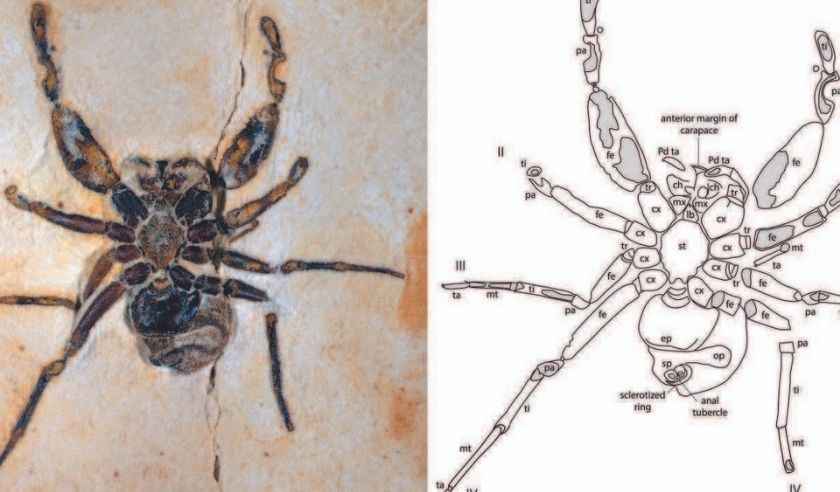 Aranha fóssil  batizada em homenagem a Pabllo Vittar retorna ao Brasil  - Journal of Arachnology/Reprodução 
