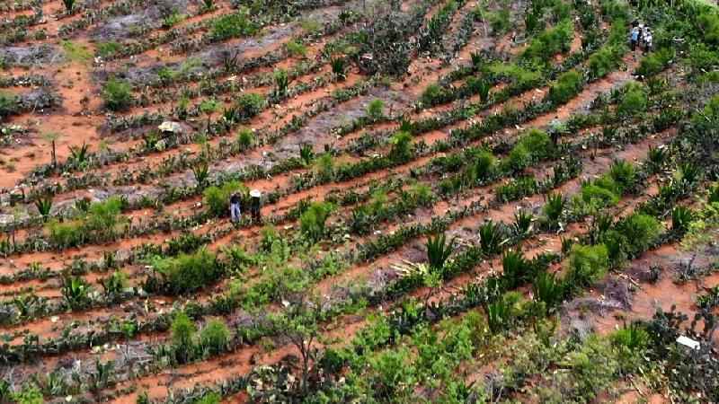Agricultores transformam deserto em floresta no Semiárido - BBC