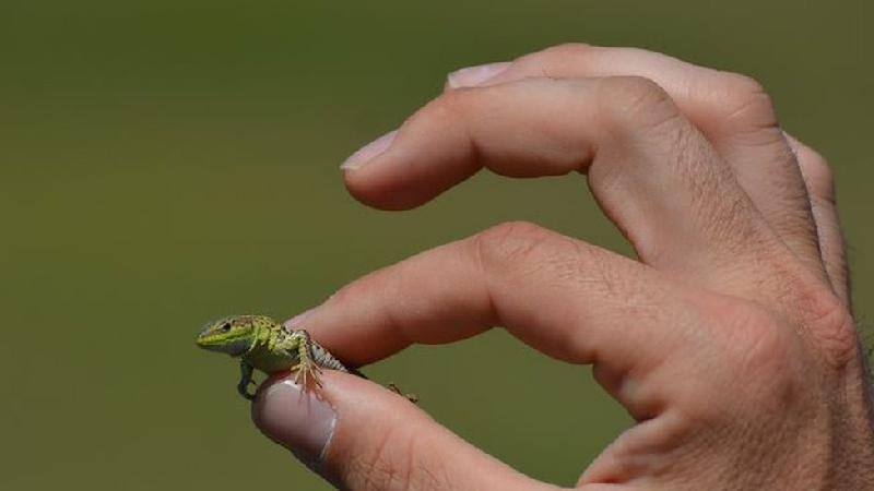 As mudanças climáticas estão encolhendo os animais?