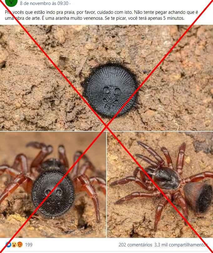 Aranha que parece 'obra de arte' não é considerada mortal para o ser humano - reprodução