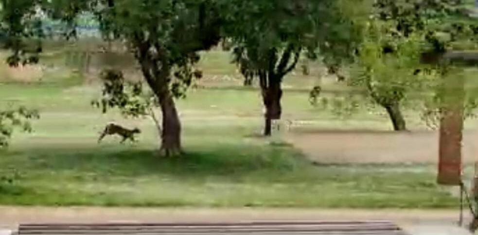 Vídeo: onça-parda ameaçada de extinção 'passeia' em parque urbano - Twitter/Reprodução