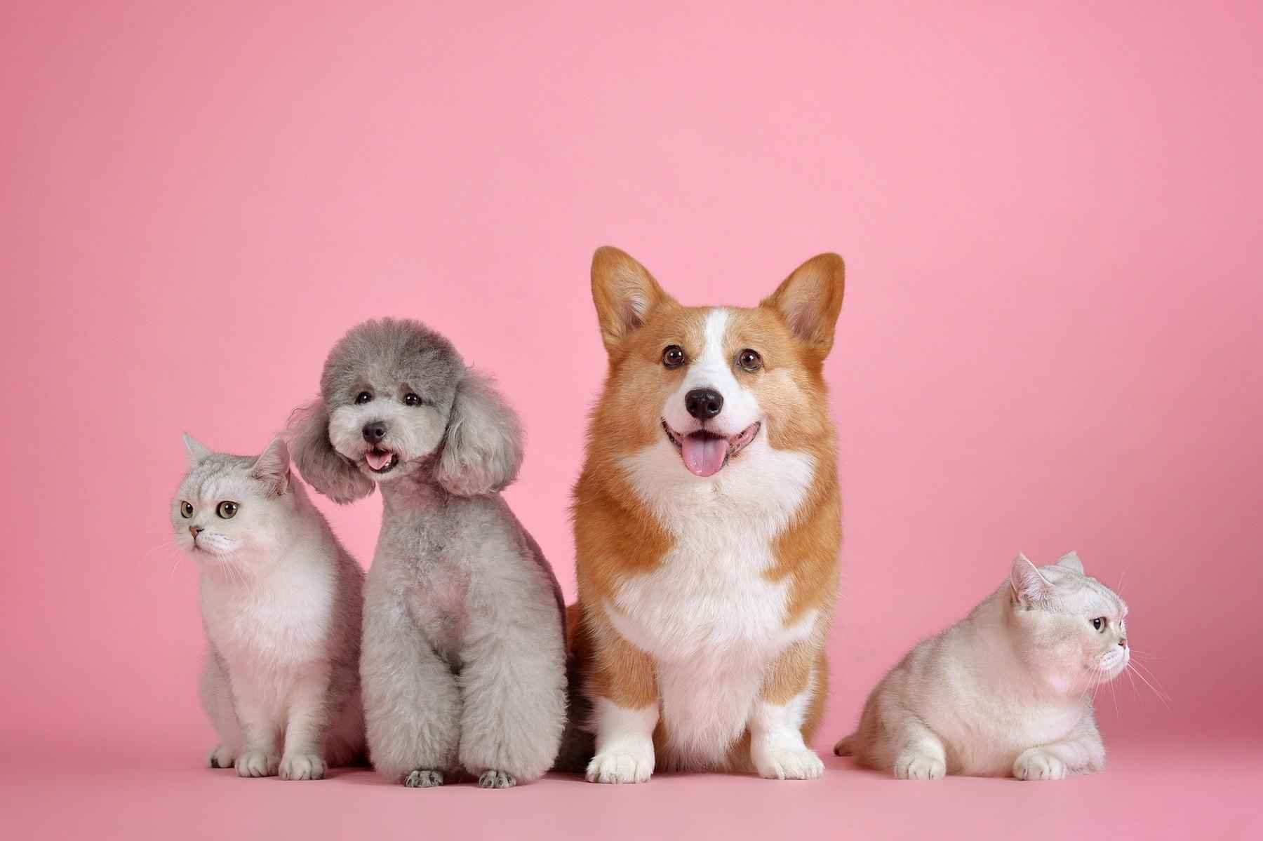 Universo pet: buscas sobre saúde animal crescem 900% só neste ano - Reprodução/Pixabay