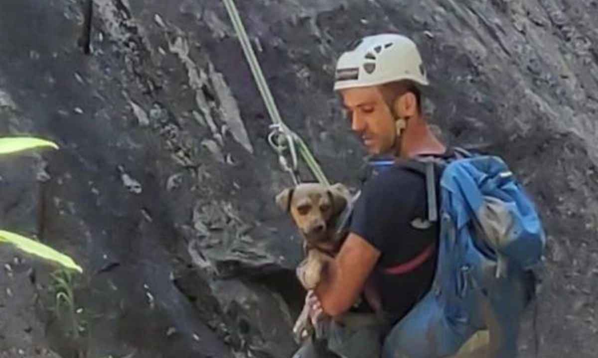 De rapel, alpinista resgata cadela presa há dois dias em rocha no Rio - Redes Sociais/Reprodução 