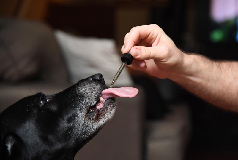 Cannabis pode auxiliar no tratamento de doenças em cães e gatos; entenda