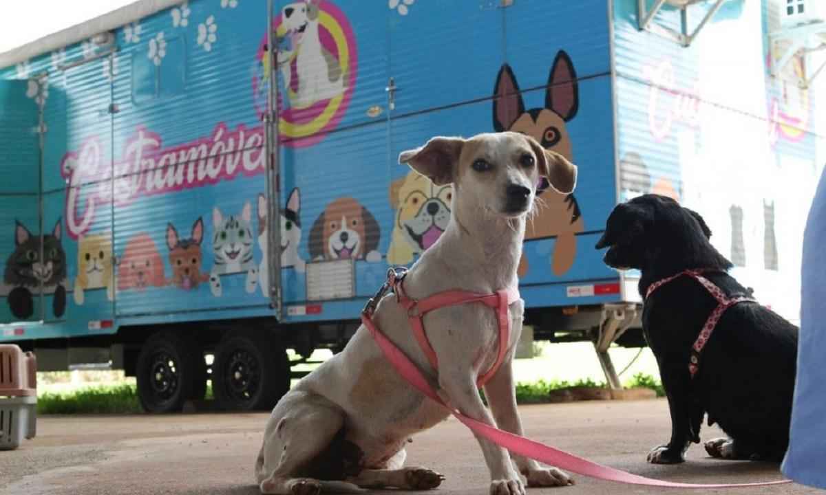 Castramóvel pretende atender 1 mil animais até o fim de 2021 em Uberlândia - Valter de Paula/Prefeitura de Uberlândia