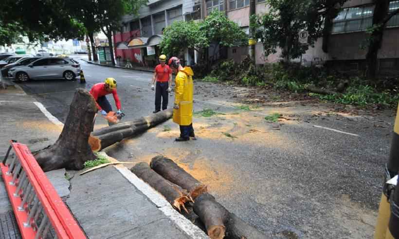 Bombeiros podam árvore com ameaça de queda e que tinha raiz apodrecida - Gladstone Rodrigues/EM/DAPress