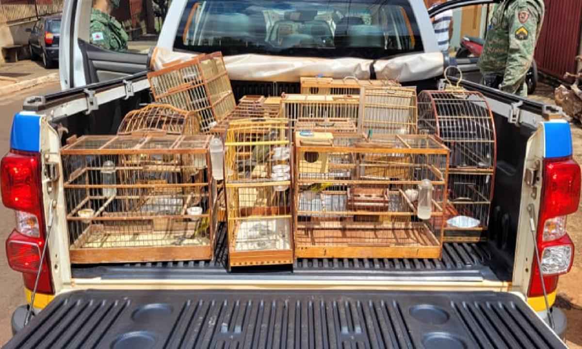 PM apreende 22 aves silvestres e suspeitos são multados em quase R$ 50 mil - Divulgação/PMMG