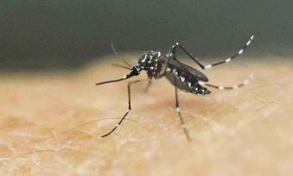 Minas se prepara para enfrentar o Aedes aegypti - Luis Robayo/AFP