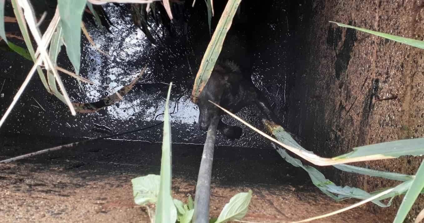 Cadela cai em fossa aberta e é resgatada a três metros de profundidade - Corpo de Bombeiros de Sacramento / Divulgação