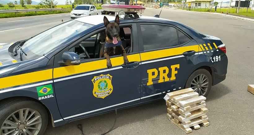 Cão farejador da polícia rodoviária encontra R$ 50 mil em maconha em ônibus - PRF/Divulgação