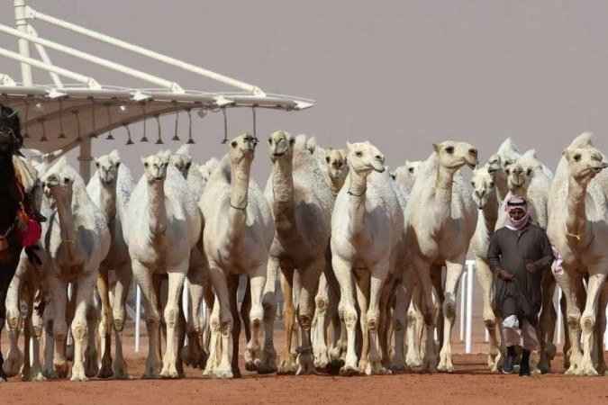 Camelos são desclassificados em concurso de beleza por uso de botox - Fayez Nureldine/AFP