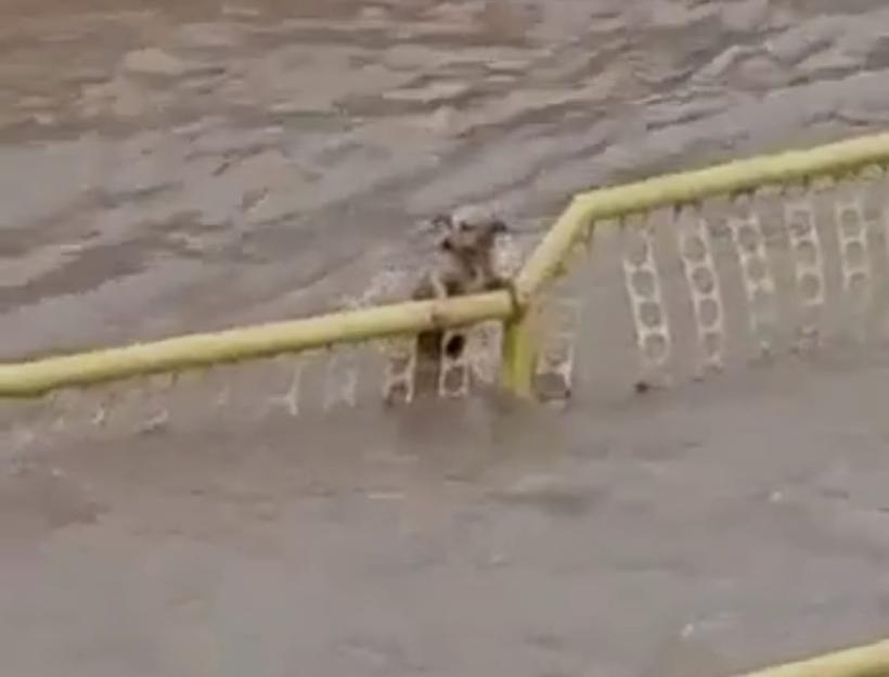 Cachorro fica preso em grade de córrego durante correnteza, veja vídeo - Redes Sociais