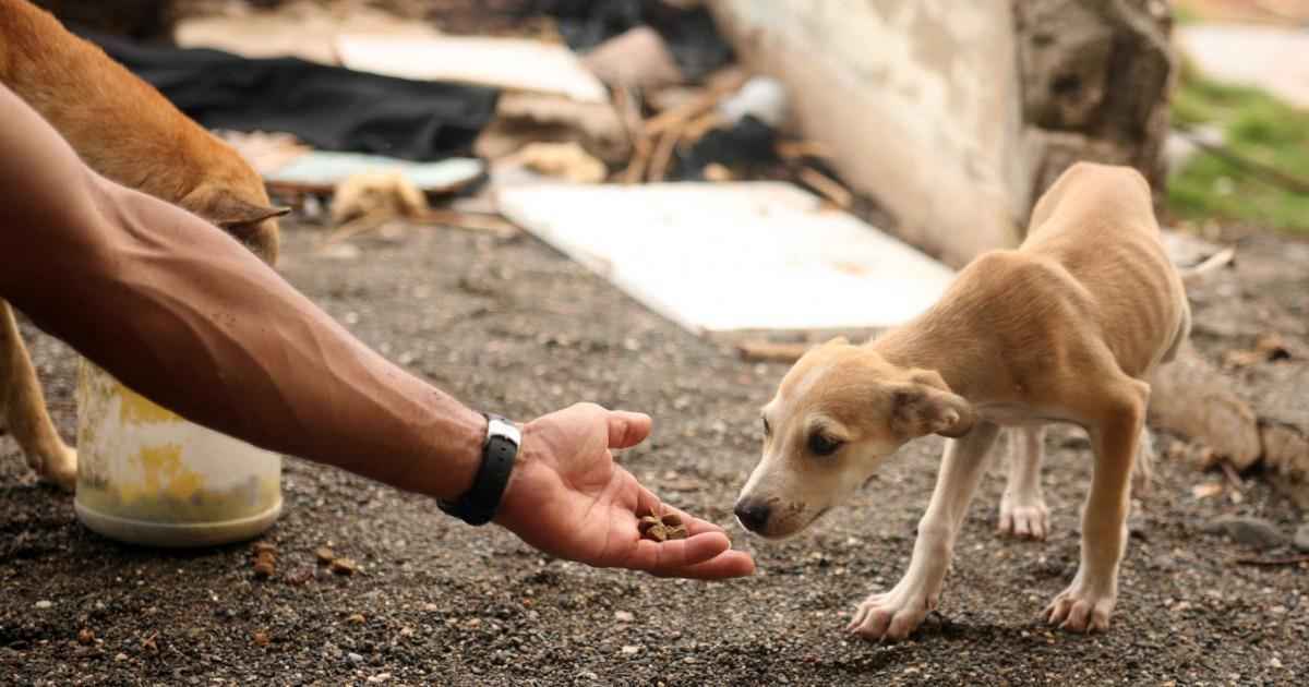 Quem maltratar animais em BH vai pagar multas mais caras que as atuais - Reprodução